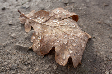 Braunes Blatt mit Regentropfen auf Sandweg, Monochrom