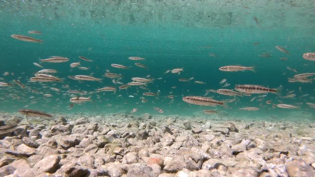 Fischschwarm im Bergsee, Barsche jagen Elritzen