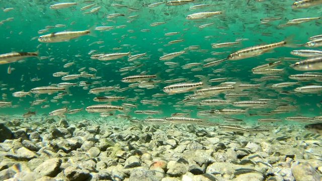 Fischschwarm im Bergsee, Barsche jagen Elritzen