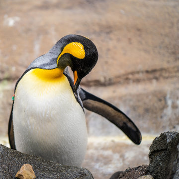 King Penguin In Edinburg Zoo