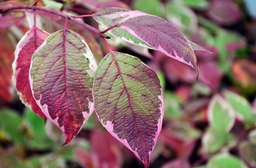 Colorful leaves of cornus alba dogwood in autumn closeup.