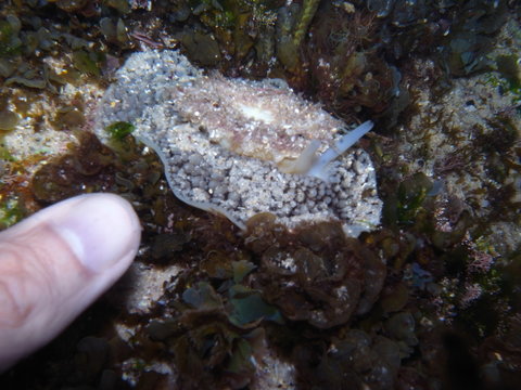 Sea Slug, Umbrella slug-Umbraculum umbraculum with finger at Bronte Pool, Sydney, NSW