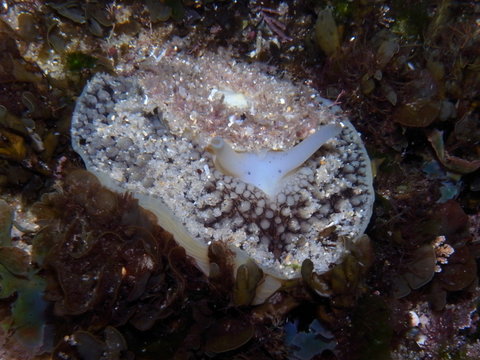 Sea Slug-Umbrella slug-Umbraculum umbraculum in Perfect Camouflage at Bronte Pool, Sydney, NSW, Australia