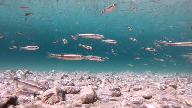 Elritzenschwarm im Bergsee