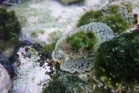 Well camouflaged Umbrella slug-Umbraculum umbraculum with own green garden on top of the shell at Bronte Pool, Sydney, NSW