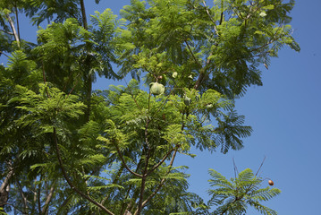 Jacaranda mimosifolia