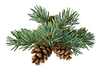Green fir branch with cone on white background with clipping pass