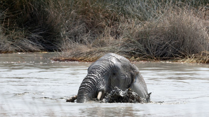 Africa: Namibia etosha