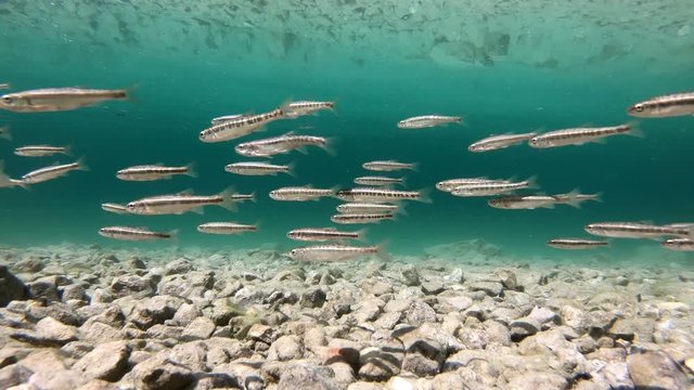 Elritzenschwarm im Bergsee