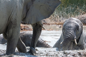 Africa: Namibia etosha