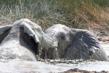 Africa: Namibia etosha