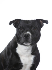 Amstaff dog portrait. Image taken in a studio, isolated on white.