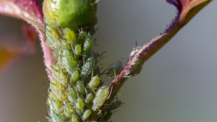 small black aphid on a green leaf in the open air close up
