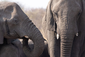 Africa: Namibia etosha