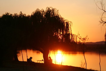 Atardecer bajo el sauce