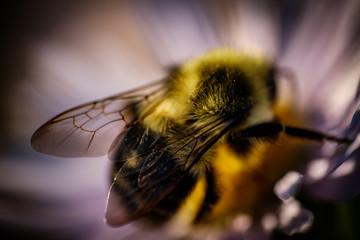 The wings of a working bee