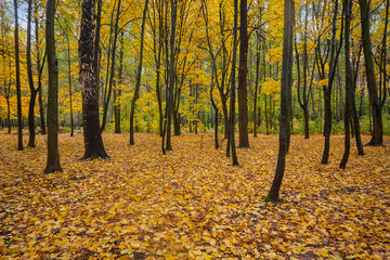 Fallen golden leaves in the autumn park. Nature