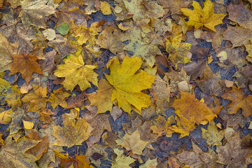 Fallen autumn leaves on the ground. Natural background