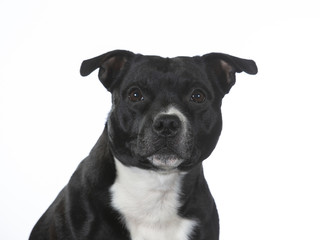 Amstaff portrait with a white background, isolated on white.