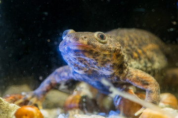 Spanish ribbed newt Pleurodeles waltl , also known as the Iberian ribbed newt. Wildlife animal