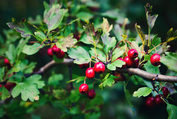 Autumn red fruit of hawthorn