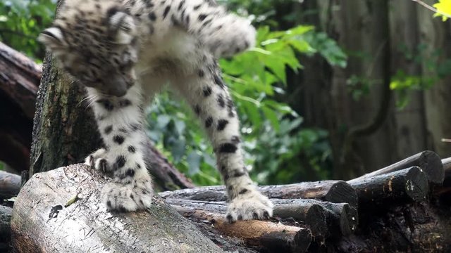 Snow leopard cub (Panthera uncia). Young snow leopard playing.
