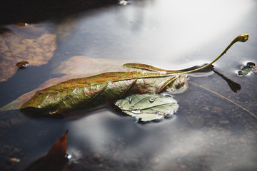 Blatt in einer Pf&uuml;tze
