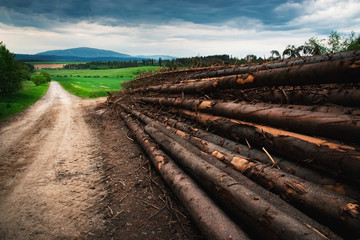 pile of round spruce wood in the countryside