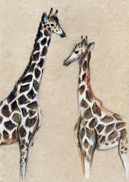 Two giraffes on a light background. The drawing on a cardboard, colored pencils