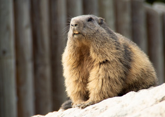 marmot on a rock