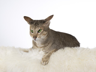 Greeneyed cat isolated on white. Image taken in a studio.