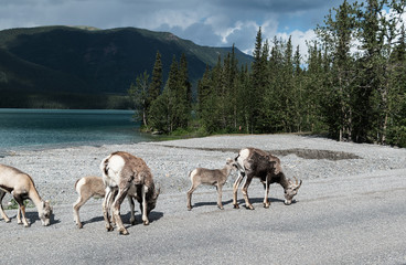 Stone sheep on highway