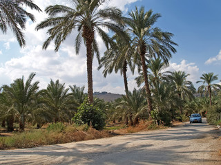 Fototapeta na wymiar The dirt road in Galilee. Israel