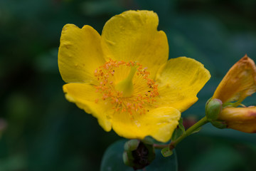 Yellow Poppy Meconopsis in Scotland
