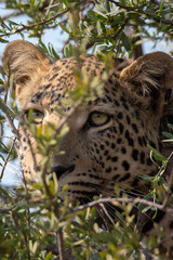 Africa: Namibia etosha