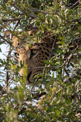 Africa: Namibia etosha