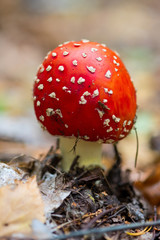 Poisonous mushroom mushroom..