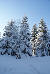 Fototapeta premium wintertime in Germany harz great weather for wintersports snow forest
