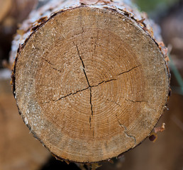 Naklejka premium Cut of sawn wood..