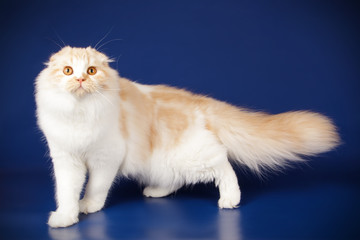 Scottish fold longhair cat on colored backgrounds
