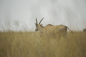 Fototapeta premium Eland Facing away
