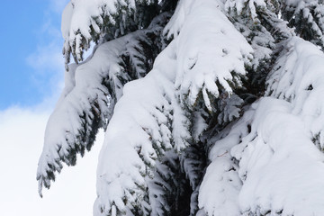 snow covered evergreen