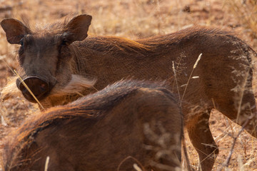 Africa: Namibia etosha