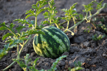 In the field ripens watermelon