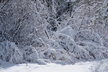 snow covered trees