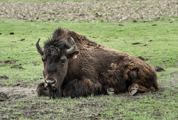 American bison resting, Alaska, USA.