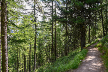 Sentiero in una foresta di pini in montagna d'estate, Valle d'Aosta, Alpi, Italia