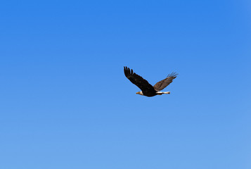 Bald eagle in flight, Alaska, USA.