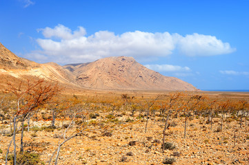  Pictorial landscape of the Socotra island,Yemen