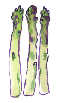 Three green asparagus sprouts painted in watercolor on clean white background